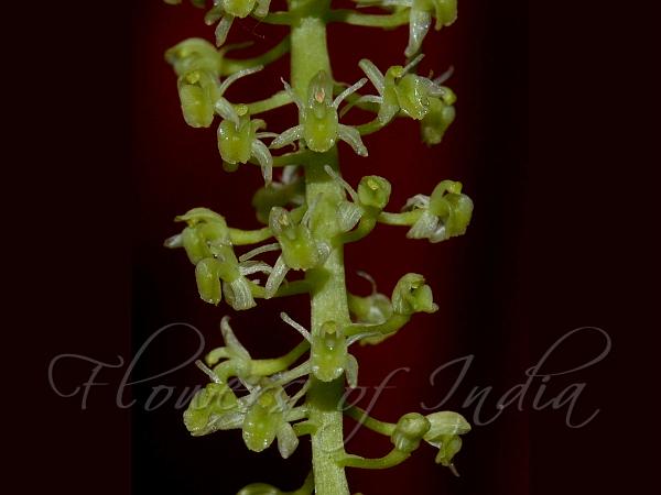 Green-Flowered Liparis